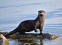 Lontra de rio do norte no Refúgio Nacional de Vida Selvagem Seedskadee (36416802923) .jpg