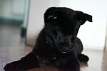 Norwegian elkhound puppy.jpg