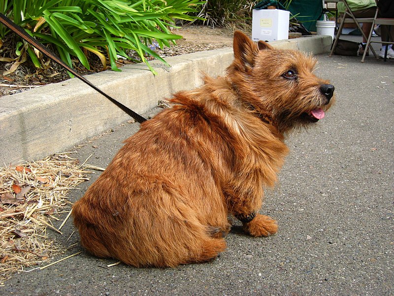 Norwich Terrier Sitting.jpg