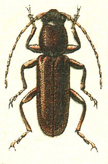 <i>Nothorhina punctata</i> Species of beetle