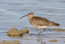 Whimbrel Numenius phaeopus in Bouches du Rhone, France.jpg