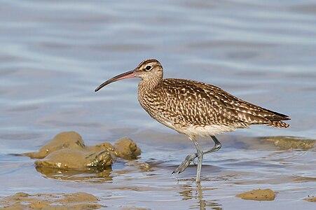 Numenius phaeopus (Whimbrel)