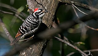 <span class="mw-page-title-main">Nuttall's woodpecker</span> Species of bird