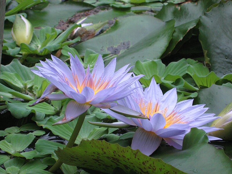 File:Nymphaea 'Pamela', RBGE 2009, 2.jpg