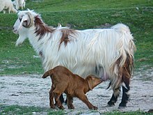 Список пород коз — Википедия