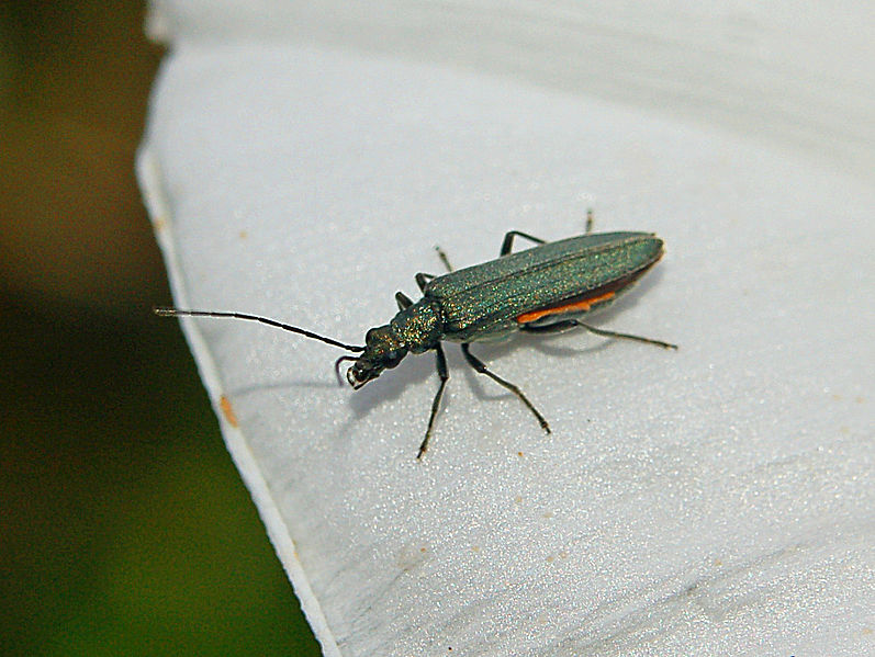 File:Oedemeridae - Oedemera cf. lurida.JPG