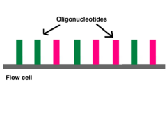 Millions of oligos line the bottom of each flow cell lane. Oligonucleotide chains in Flow Cell.png