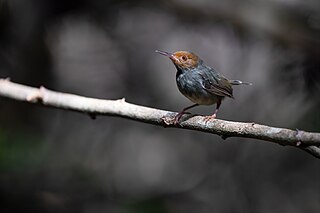 <span class="mw-page-title-main">Olive-backed tailorbird</span> Species of bird