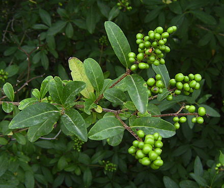 Бирючина. Бирючина(Ligustrum). Бсерогина обыкновенная. Лигуструм бирючина. Бирючина обыкновенная (Ligustrum vulgaris).