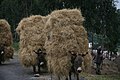 Vignette pour la version du 29 juillet 2012 à 16:52