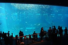 Open Ocean, S.E.A. Aquarium, Marine Life Park, Resorts World Sentosa, Singapore - 20130105-01.JPG