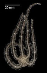 File:Ophiocoma species plate 2 (cropped-g).png (Category:Breviturma doederleini)