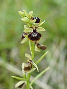 Ophrys × devenensis