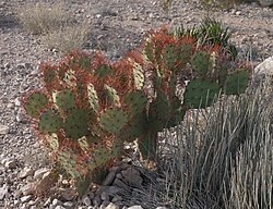 Opuntia spinosibacca - inat 251846550.jpg