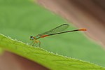 Miniatura para Ceriagrion cerinorubellum