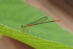 ♂ Ceriagrion cerinorubellum