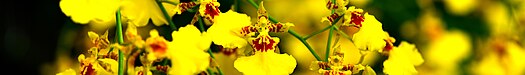 Orchid from Sri Phang-Nga National Park