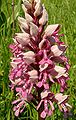 Orchis militaris