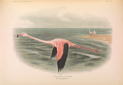 Phoenicopterus roseus Pallas, DE FLAMINGO