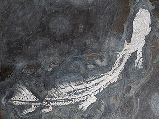 <i>Orthacanthus</i> genus of fishes (fossil)