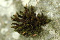 Orthotrichum lyellii