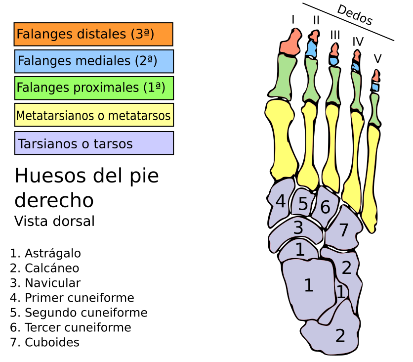 Del pie. Анатомия стопы на испанском. Huesos. Бар huesos. Falanges.