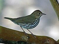 Ovenbird Seiurus aurocapilla