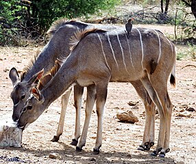 Op 'n koedoekoei in die Pilanesberg Nasionale Park, Suid-Afrika.