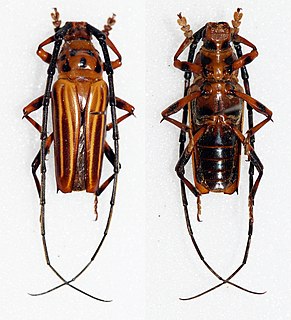 <i>Oxymerus aculeatus</i> Species of beetle