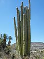 Cephalocereus fulviceps