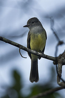Panamanian flycatcher Species of bird