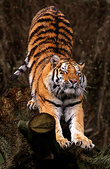 Panthera tigris altaica (Amurtiger straekker sig).jpg