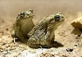 Sclerophrys Regularis: Descrição, Habitat, Estado