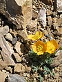 Papaver rhaeticum orange form