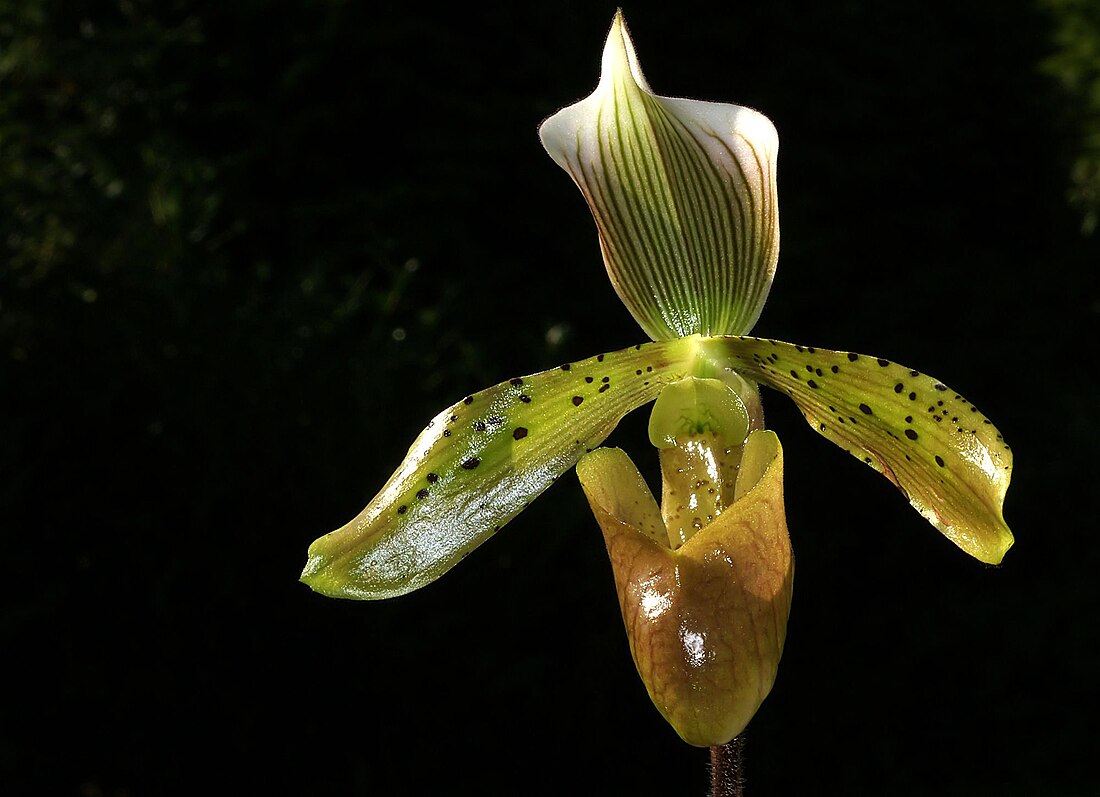 Paphiopedilum tonsum