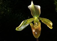 Paphiopedilum tonsum