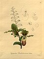 Paphiopedilum victoria-regina ботаническая иллюстрация из книги "Xenia Orchidacea" 1900 г.