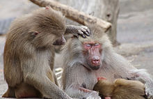 Hamadryas en famille
babouins hamadryas au zoo de Cologne