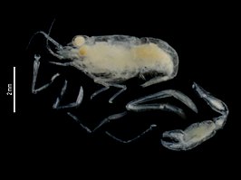 Paraspongicola inflatus
