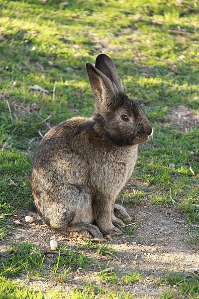 File:Parcul de Animale - "Moara de Vant" (8110145255).jpg