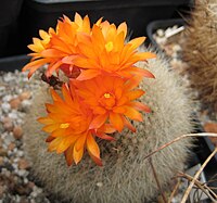 Parodia haselbergii.jpg