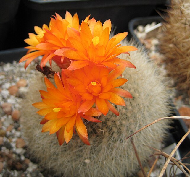 File:Parodia haselbergii.jpg