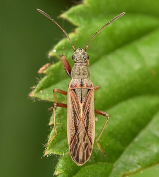 <i>Paromius longulus</i> Species of true bug