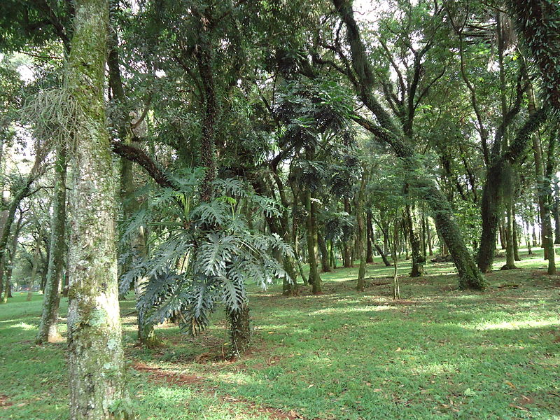 File:Parque Tarqüínio Santos 09.JPG