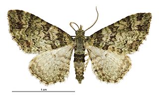 <i>Pasiphila urticae</i> Species of moth