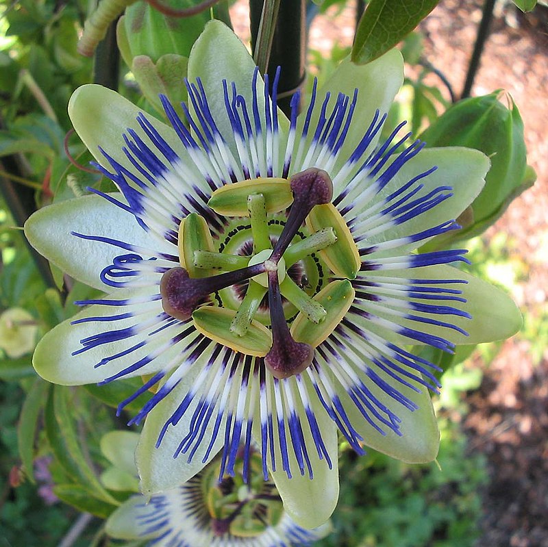 Passiflore Caerulea - Plante Grimpante ✾ Pépinière Ferriere Fleurs