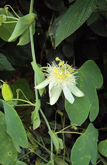 Passiflora subpeltata