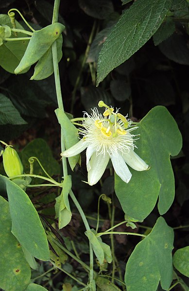 File:Passiflora subpeltata 01.JPG