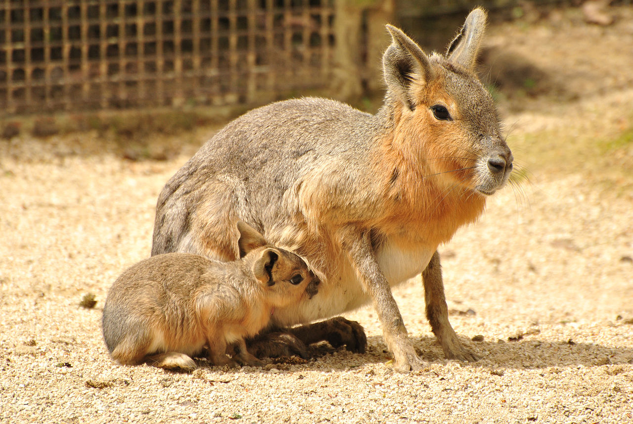 patagonian mara baby