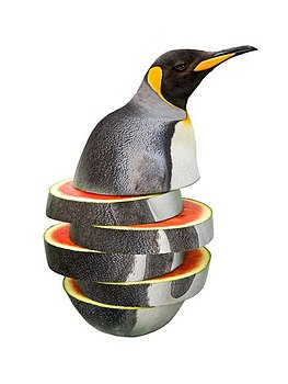 Dojrzały pingwin